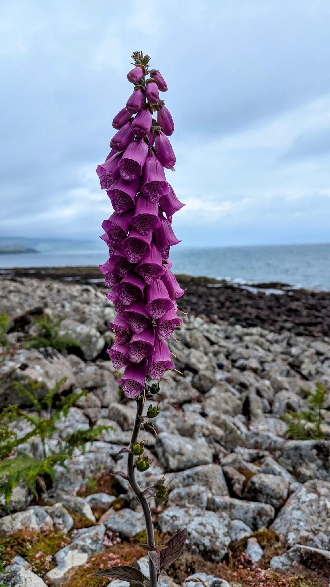 A tall purple foxglove in flower on the boulder shore of Davaar Island with the sea behind.