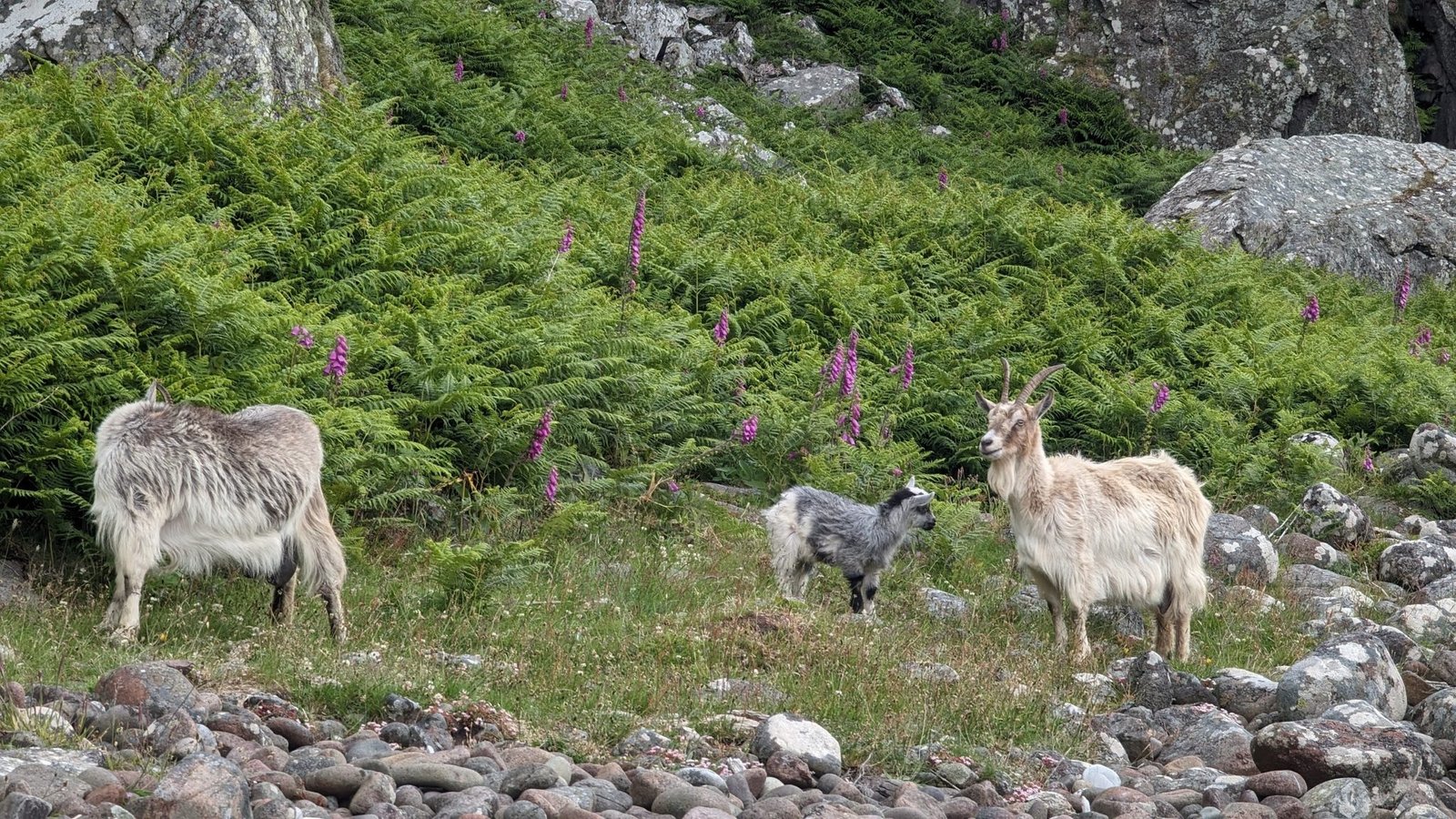 A group of shaggy wild goats — billy, nanny and kid — grazing among bracken and foxgloves on Davaar Island.