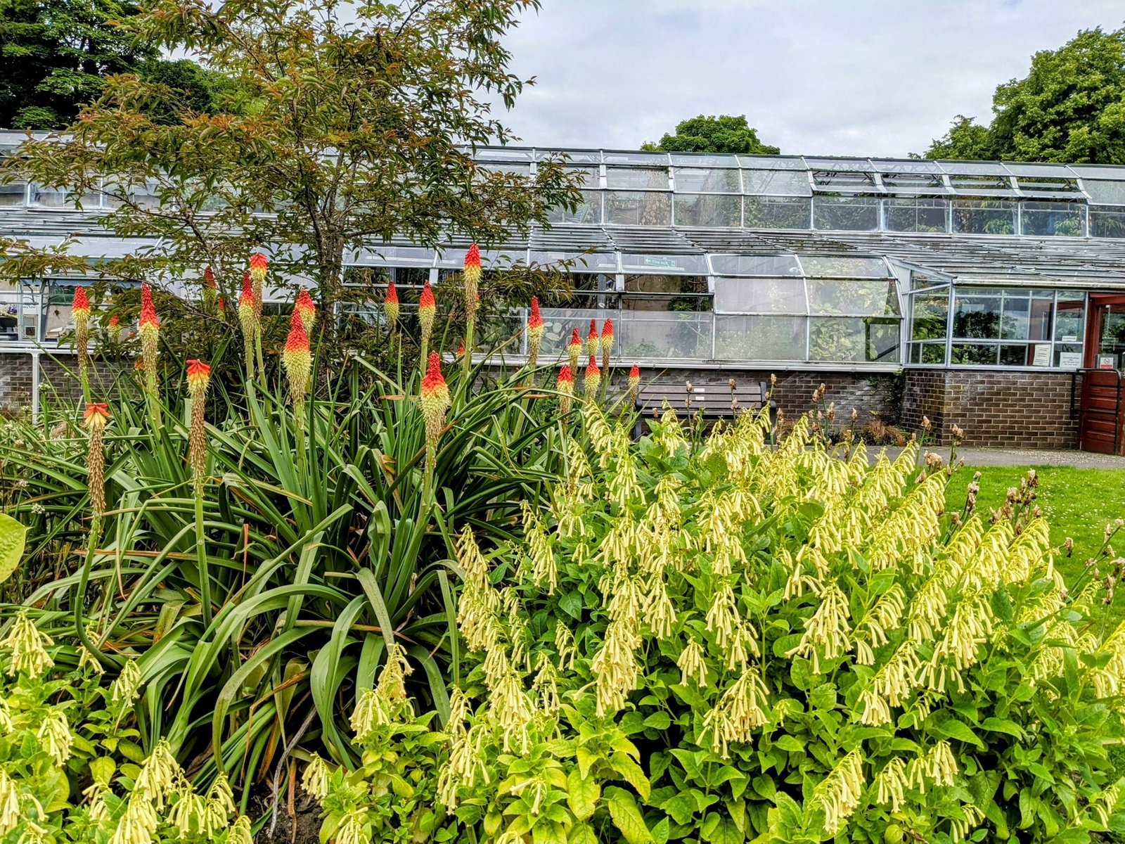 Glasshouses in Pittencrieff Park behind a border of red-hot poker flowers.