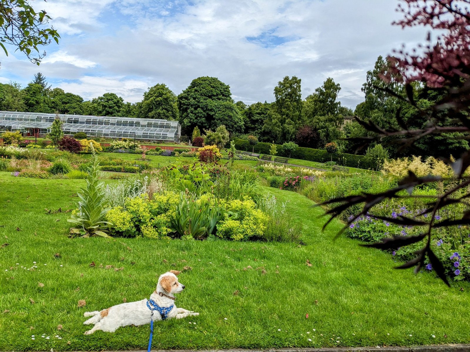 The formal gardens and glasshouses of Pittencrieff Park, Dunfermline, in summer, with a small dog resting on the lawn.