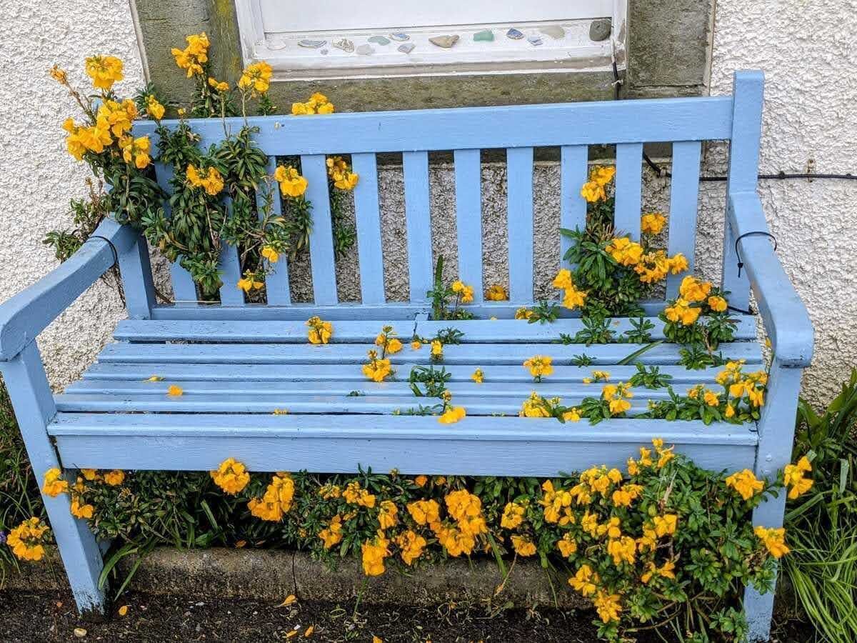 A blue wooden bench against a white wall in Inveraray, framed by yellow flowers.