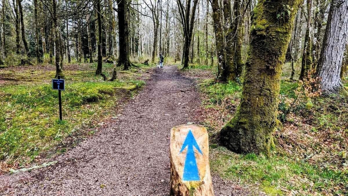A woodland path with a blue arrow waymark on a post at Inveraray, leading up through mossy trees.
