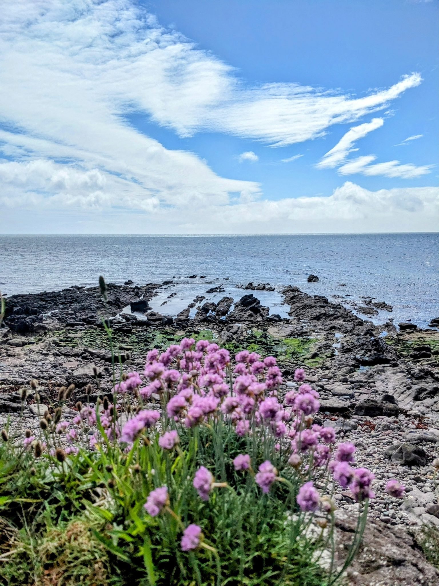 Rocky coast at Keil covered in pink sea-thrift flowers, with islands out to sea.