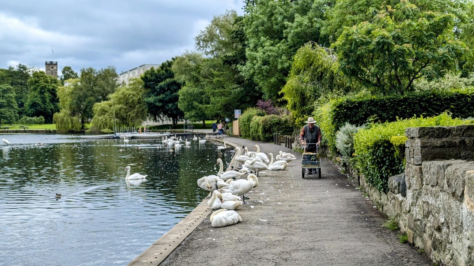 A lochside path in the Peel at Linlithgow lined with swans, walkers passing, the church tower beyond.
