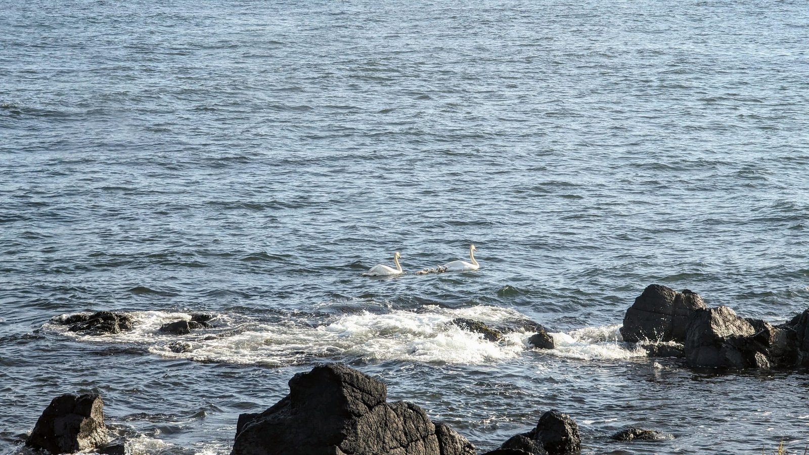 Two seabirds swimming among rocks in the Atlantic surf at Machrihanish.