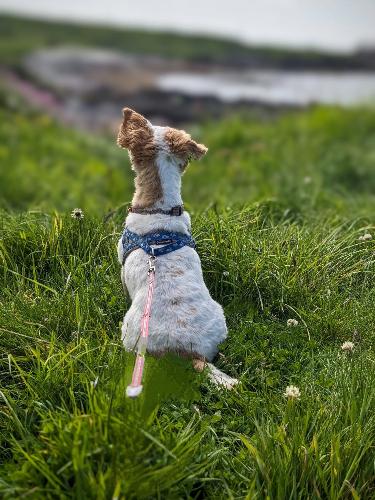 A small dog in a blue harness sitting in long grass looking out to sea at Machrihanish.