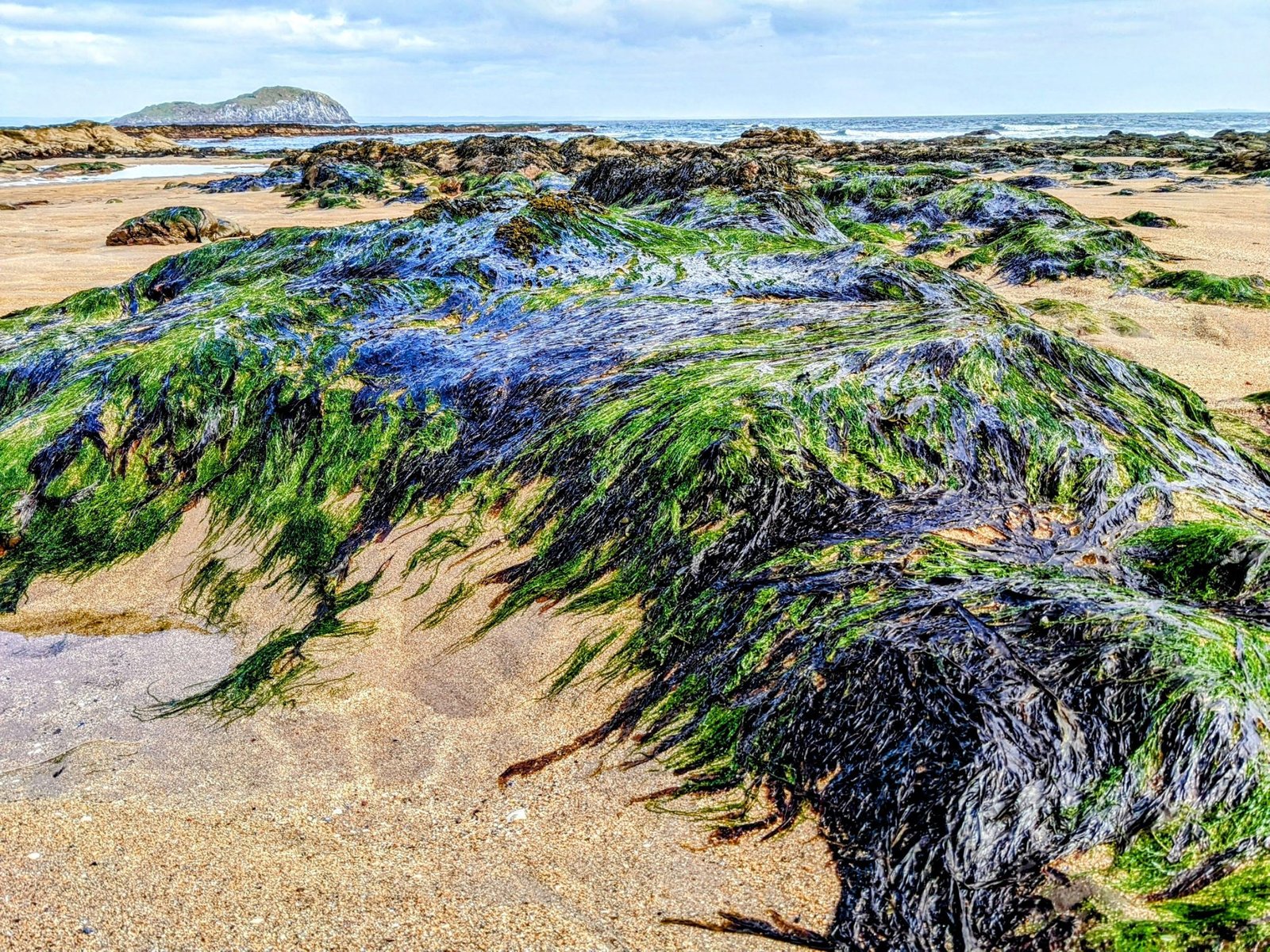 Low tide at a North Berwick beach with vivid green seaweed on the rocks and the whale-backed island of Craigleith offshore.