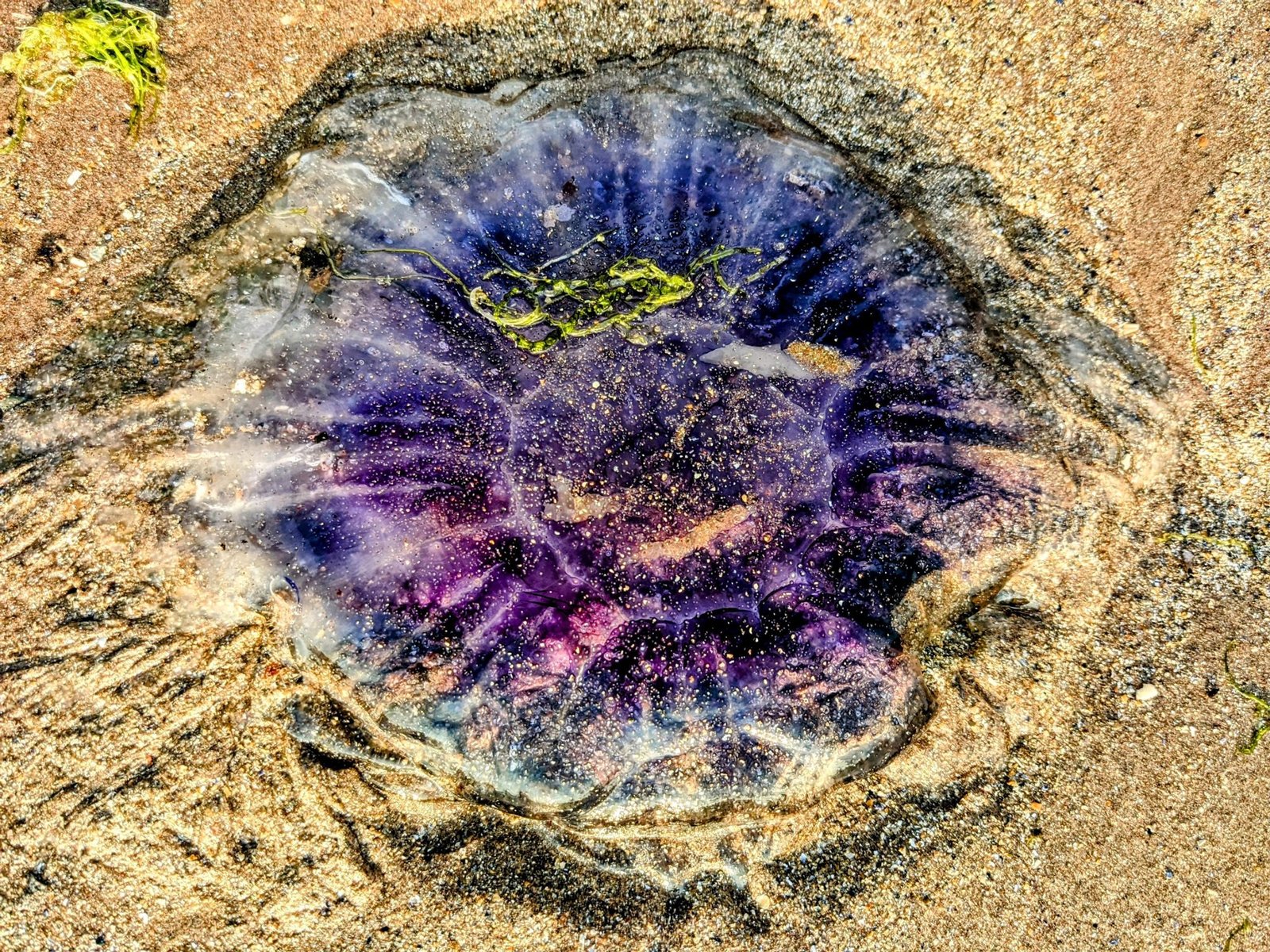 A large purple lion's mane jellyfish stranded on the wet sand of a North Berwick beach.