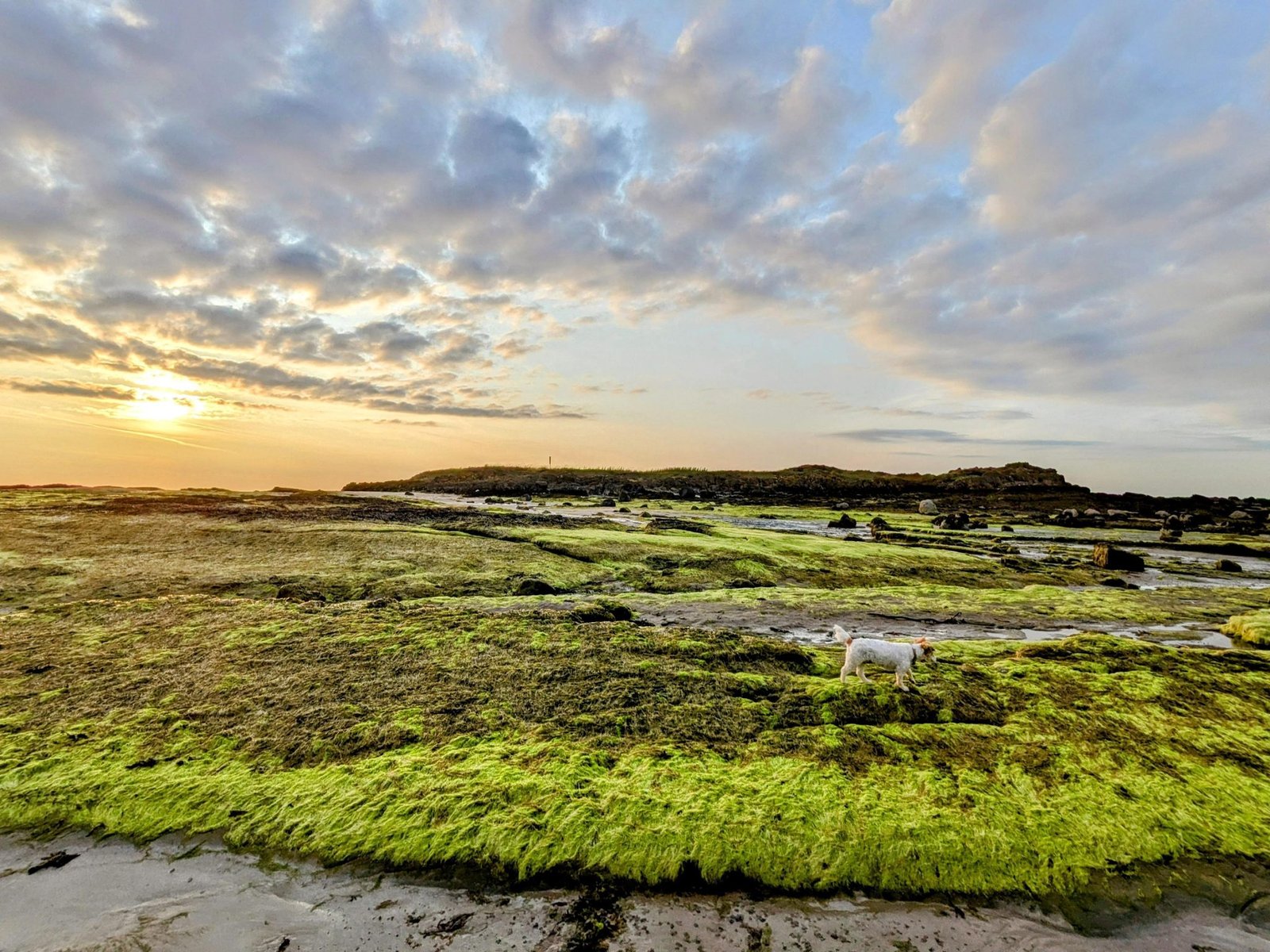 A small white dog on vivid green seaweed-covered rocks at low tide as the sun sets over the East Lothian coast at North Berwick.