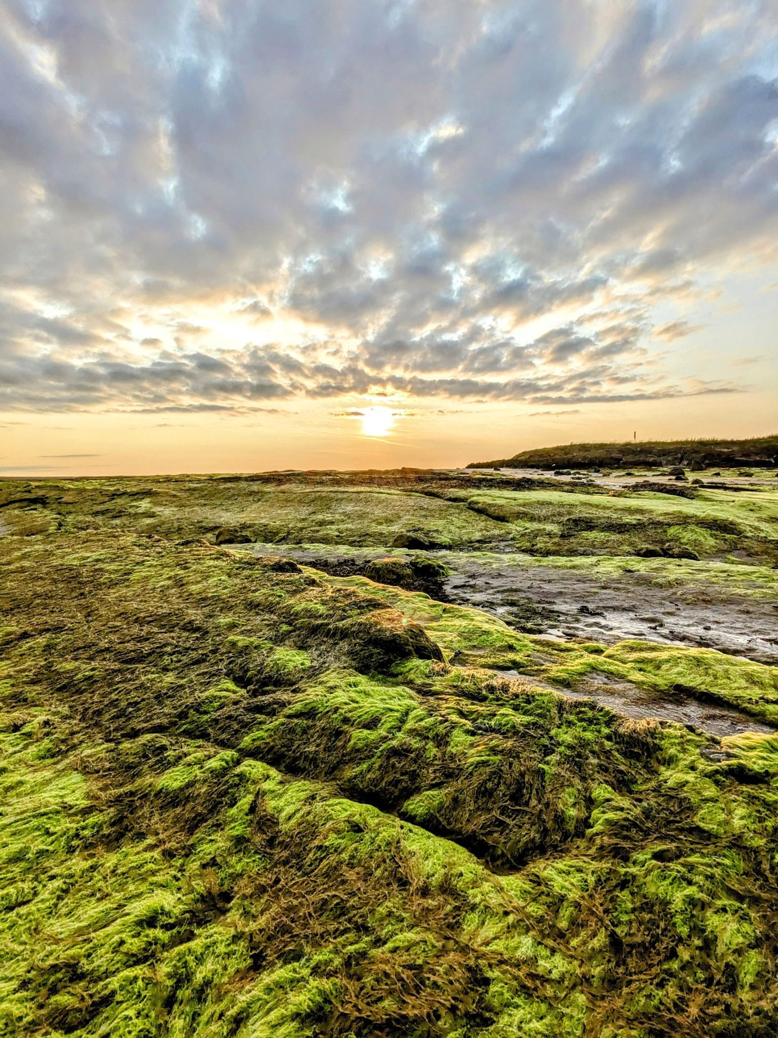Vivid green weed-covered rocks in the foreground with a low sun setting over the sea at North Berwick.