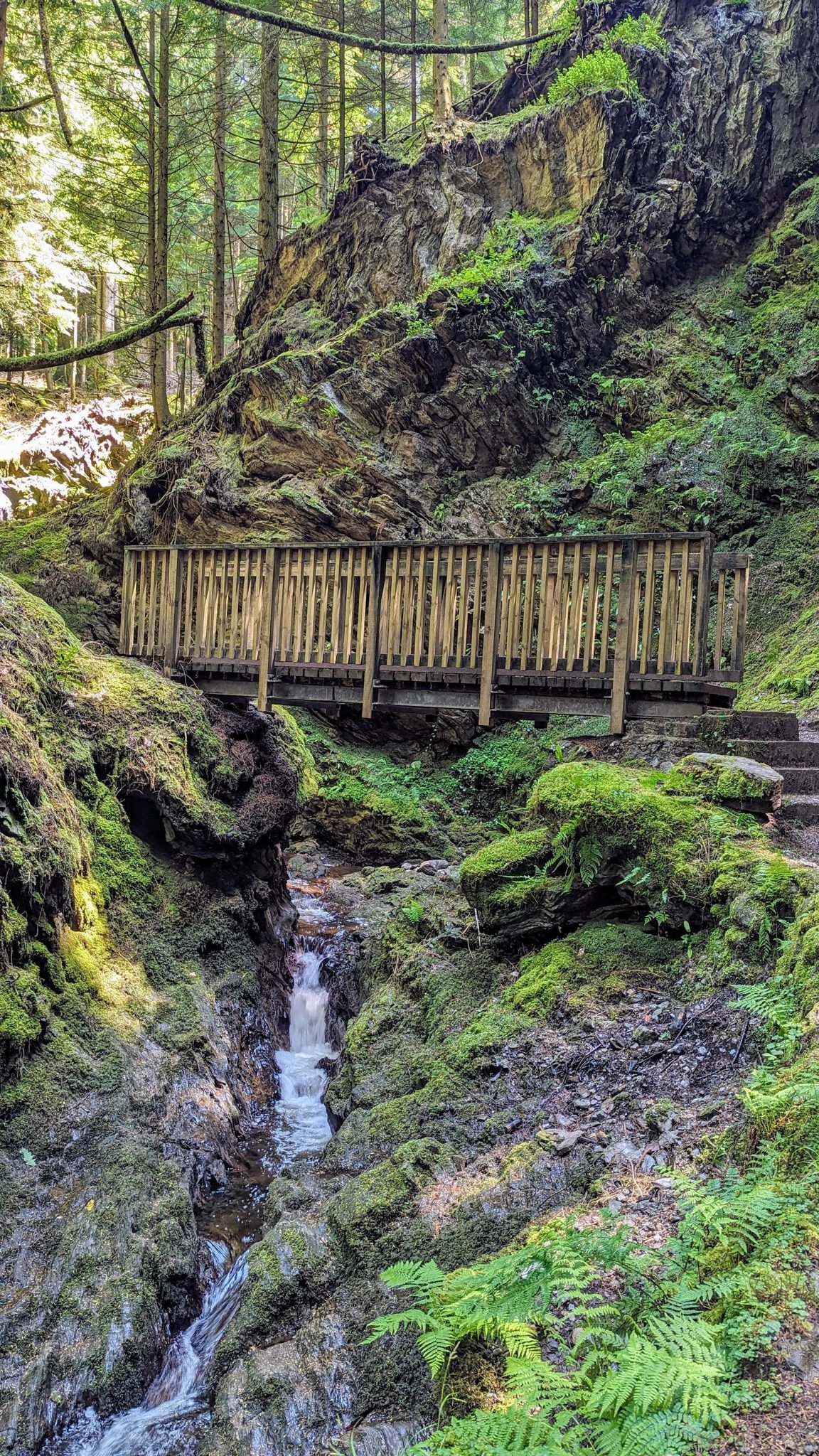 A raised wooden boardwalk clinging to the side of the mossy Puck's Glen gorge above the burn.