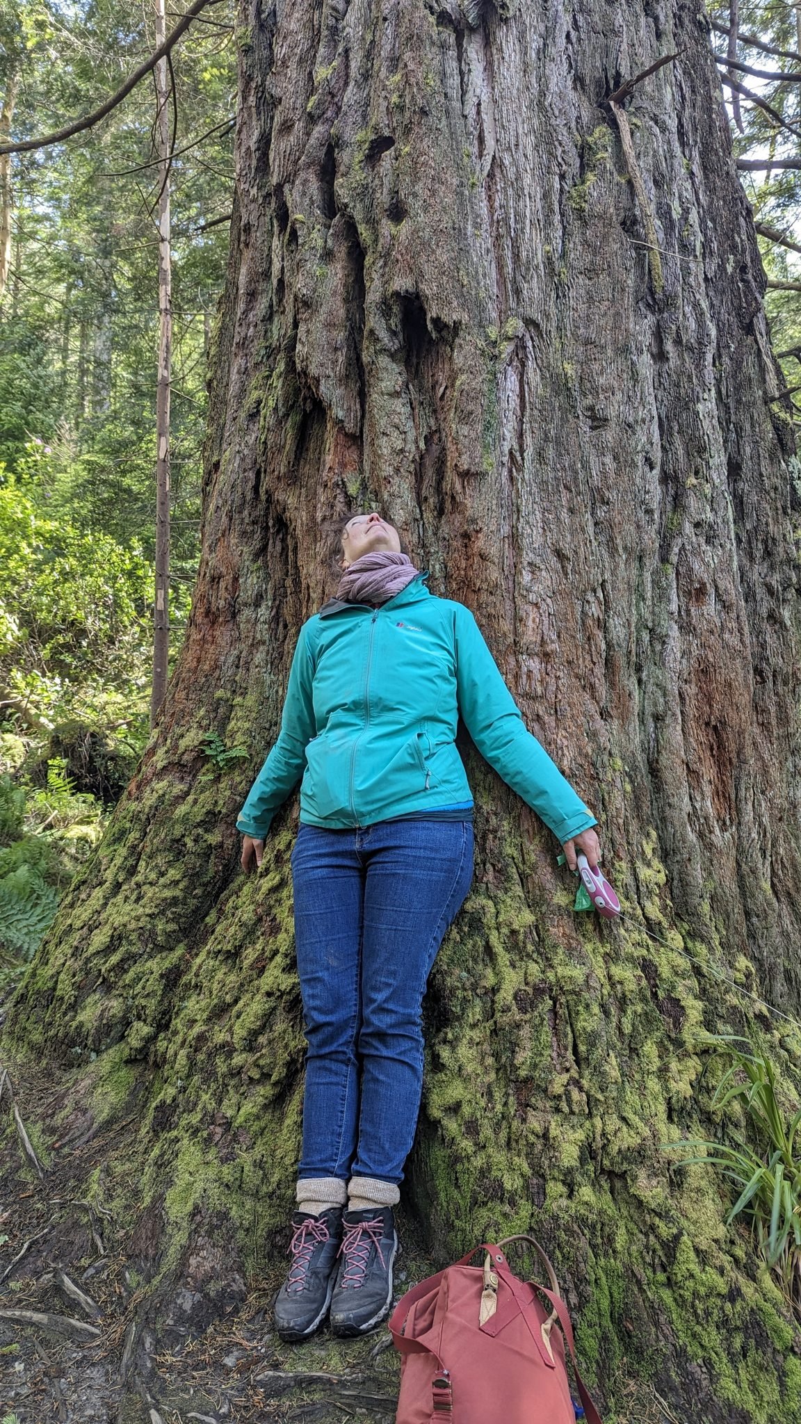 A person standing at the base of an enormous Douglas fir in Puck's Glen, dwarfed by its trunk.