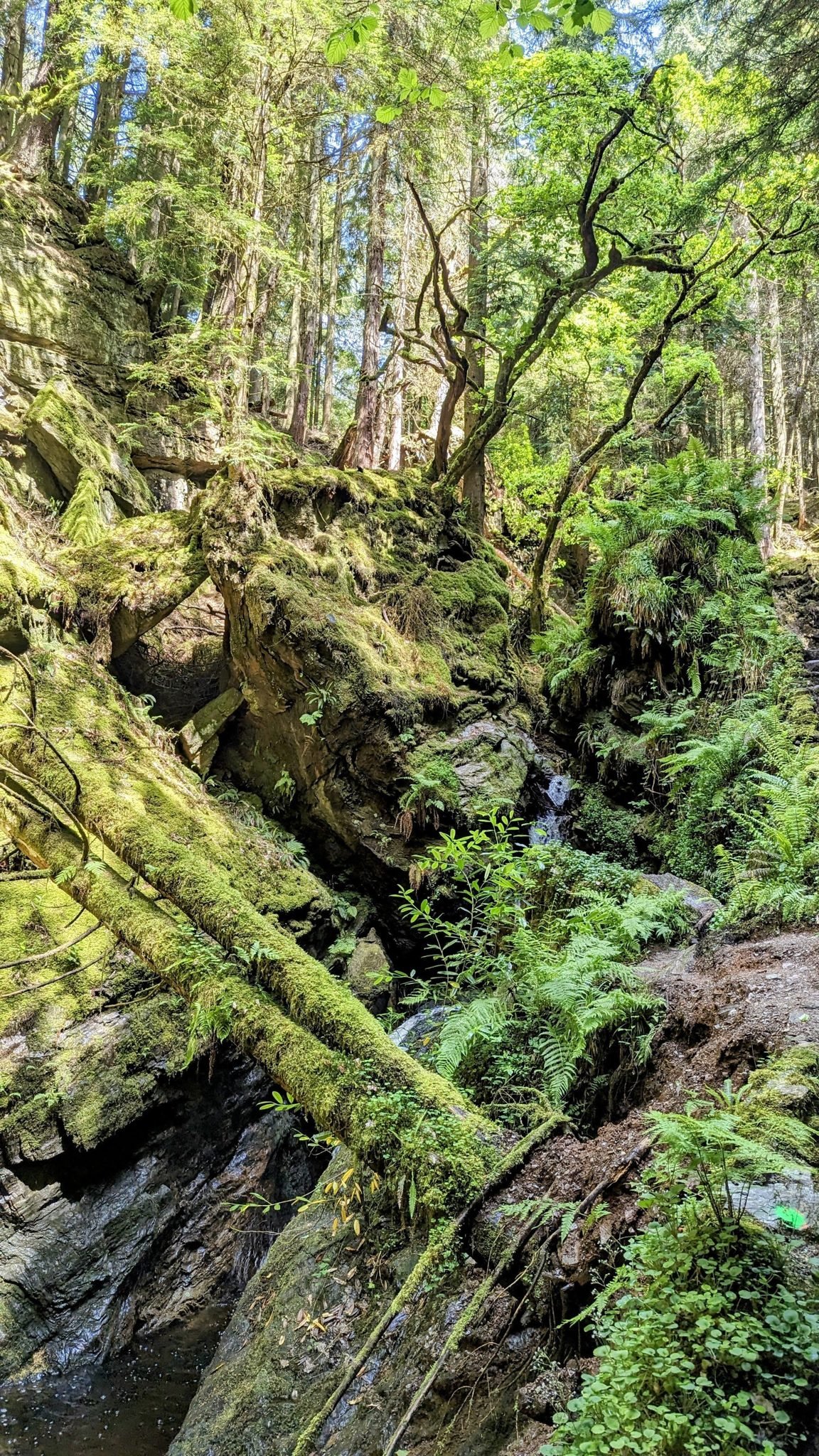 A deep, narrow ravine in Puck's Glen, walls covered in moss and ferns, the burn far below.