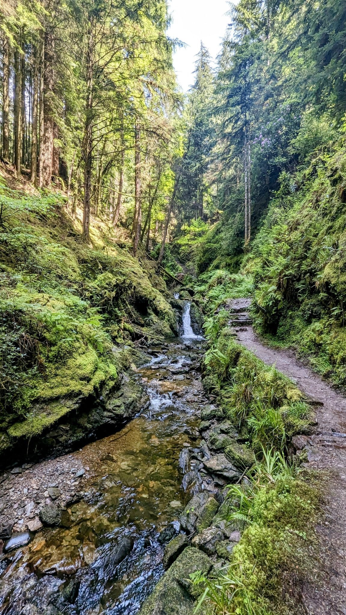 A narrow path winding up the mossy, fern-lined gorge of Puck's Glen beside a tumbling burn, tall conifers rising on either side.