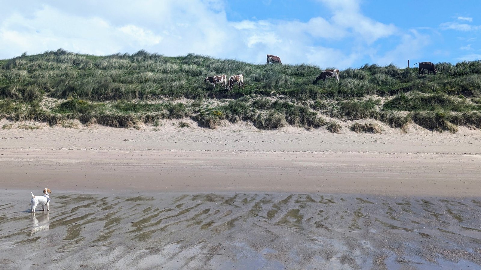 A dog on the empty sandy beach at Southend, dunes and an old lookout building behind.