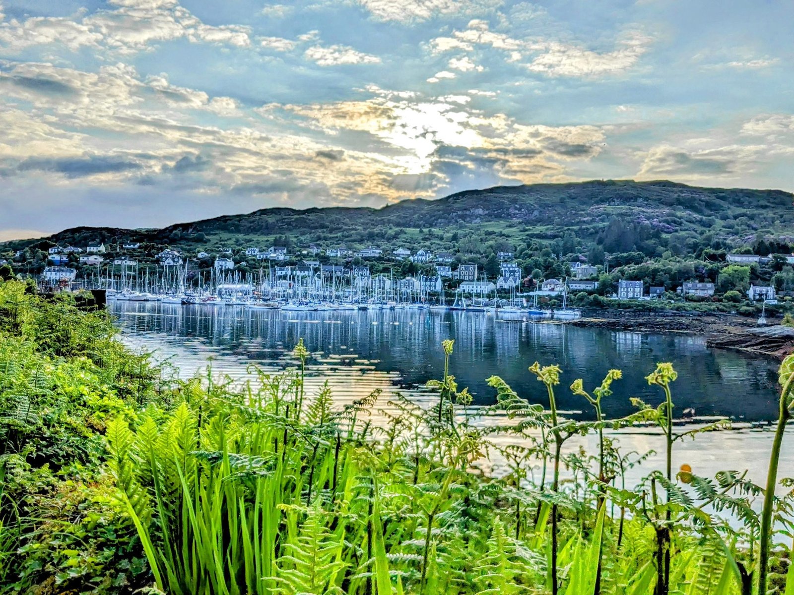 Tarbert harbour and village on Loch Fyne, colourful houses ringing a marina full of yachts, seen over green ferns from the castle path.
