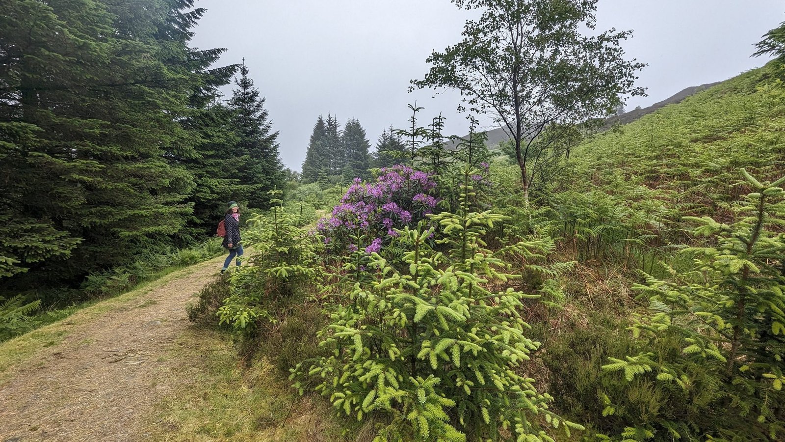 A walker on a woodland and moorland path above Tarbert, rhododendrons and forest around.